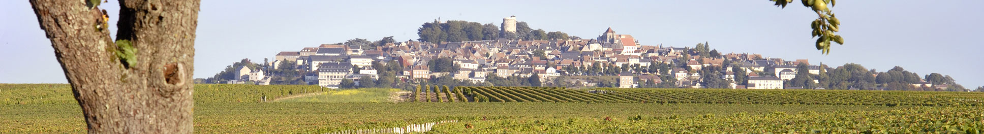 vignoble-haut