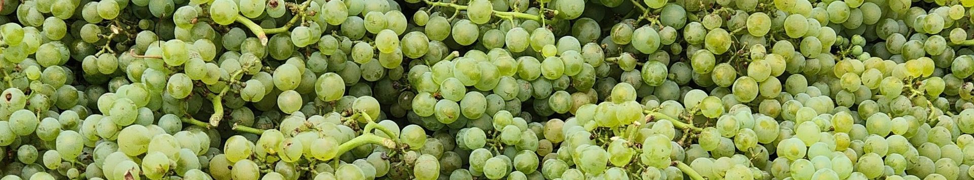 Nos vins